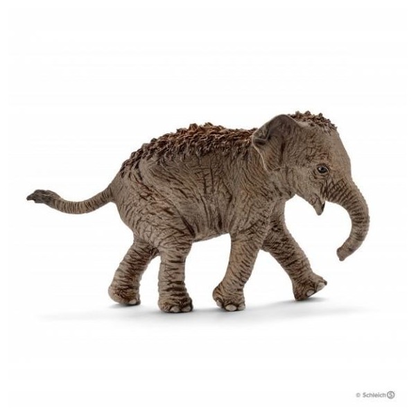 CRIA DE ELEFANTE ASIATICO