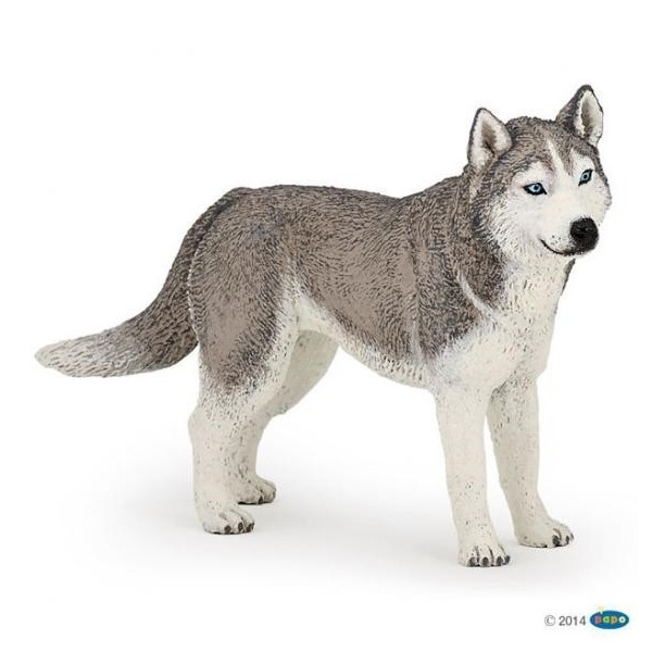 Husky Siberiano Papo