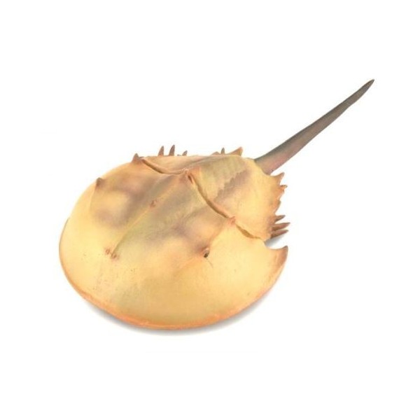 Cangrejo Herradura - Xl - 88905 - Collecta